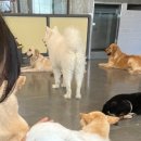 혼자두면 장판뜯어서 차린 개카페 이미지