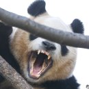 아라치치킨 이미지