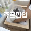 츄르한입 이미지