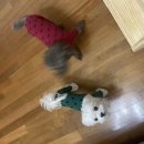 신박하개 이미지