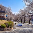 인다락벚꽃길 이미지