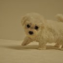 유올펫 강아지고양이 청주점 이미지