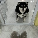 뽀송뽀송강아지미용실 이미지