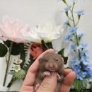 패러그린샵 명지점 이미지