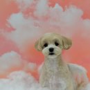 그루머 댄 이미지