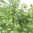 안동호반자연휴양림 이미지