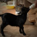 낙안 흑염소 이미지