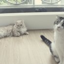 코코보노 고양이호텔 이미지