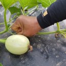 더미소국수 이미지