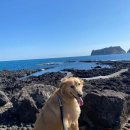 강아지의 하루 이미지