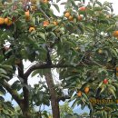 싱그러운청도로(가을) 이미지