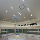 아이퍼피 | 인천강아지분양 홍스퍼피, 우리 집에 맞는 아이를 찾은 후기