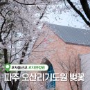 오산리최자실기념금식기도원 | 파주 오산리기도원 벚꽃 실시간 개화현황 주말 아침 직접 방문 후기