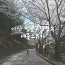 호서대 아산캠퍼스 벚꽃 명소 추천 숨은 벚꽃길 산책 코스 세출소류지 완벽 정리