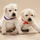 나의 반려견 이미지