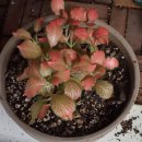 레드스타 이미지