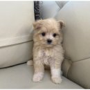 즐거운 강아지 이미지