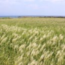 힐링올레 이미지