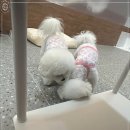 모랑펫살롱 이미지