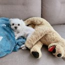 까까뿌숑 이미지