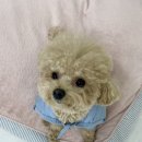 플러피 퍼피 이미지