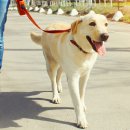 오늘의 강아지 이미지