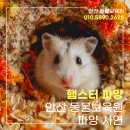 인천보육원 | 햄스터파양, 고민 끝에 제가 안산동물보육원을 선택한 이유 (절차, 비용 후기)