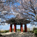 장미동산경로당 | [2024년 목포 벚꽃 개화 상태] 목포 현지인이 알려주는 목포 벚꽃 포토존, 맛집, 카페, 주차정보...