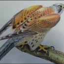 옛날옛적에 이미지