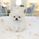 야옹아 멍멍해봐 강아지고양이 평택점 이미지