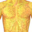 subcutaneous fat(피부밑지방) 이미지