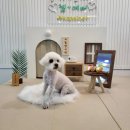 희동펫살롱 | 설맞이 댕댕이 미용했어요🐶