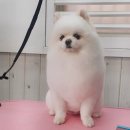 멍멍아 미용하개 이미지