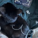 24시 당신의 동물의료센터 | 고양이 신부전 케어, 피하수액 놓는 방법 교육 - 24시 당신의동물의료센터