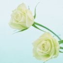 모월모일 이미지