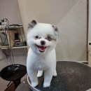 오드그루밍 이미지