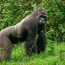 고릴라 이미지