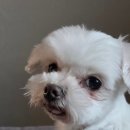 허그미동물병원 네이버블로그