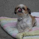 (주)선진펫 이미지