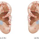 [학습반디_성곡동]이혈테라피-귀 혈자리로 배워보는 건강관리 네이버블로그