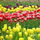 오늘 4월 16일의 꽃말은 -- 튜립(Tulipa) -- 입니다 이미지