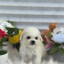 광주 강아지분양 고양이분양 어반펫 광주본점 이미지