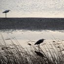 멍멍하니? 이미지