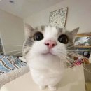 땡큐마켓 이미지