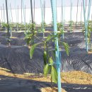 서농초등학교 이미지