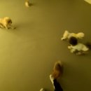 멍퍼피 | [김해/장유] 강아지호텔 퍼피가든 애견호텔 유치원 첫 호텔링후기 유니멍 위생미용까지