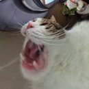 풍년집본가 이미지