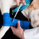 24시센트럴동물메디컬센터 이미지