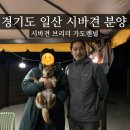 시바견 전문 가도켄넬 | 경기도 일산 시바견 분양 후기 | 시바견브리더 가도켄넬 | 씨유어게인 코우유우