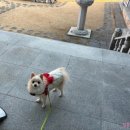 롯데애견 이미지